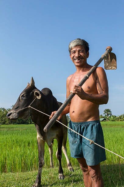 istock Matured Asian farmer with cow 471926573