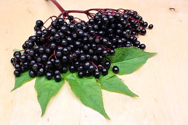 istock Therapeutic elderberry fruits 471926775