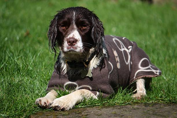 fofo fígado e branco do tipo springer spaniel inglês cão - springer spaniel dog pets animal imagens e fotografias de stock