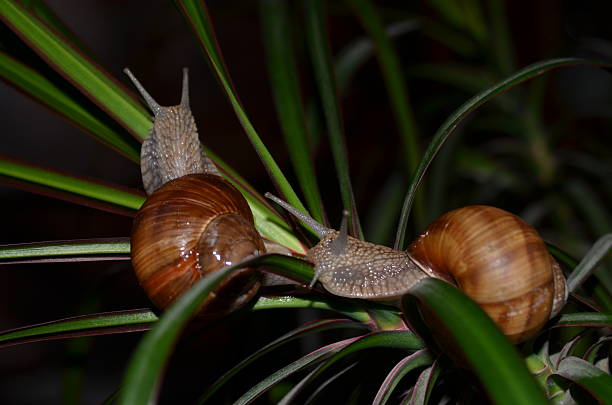 Roman les escargots (hélice pomatia) - Photo