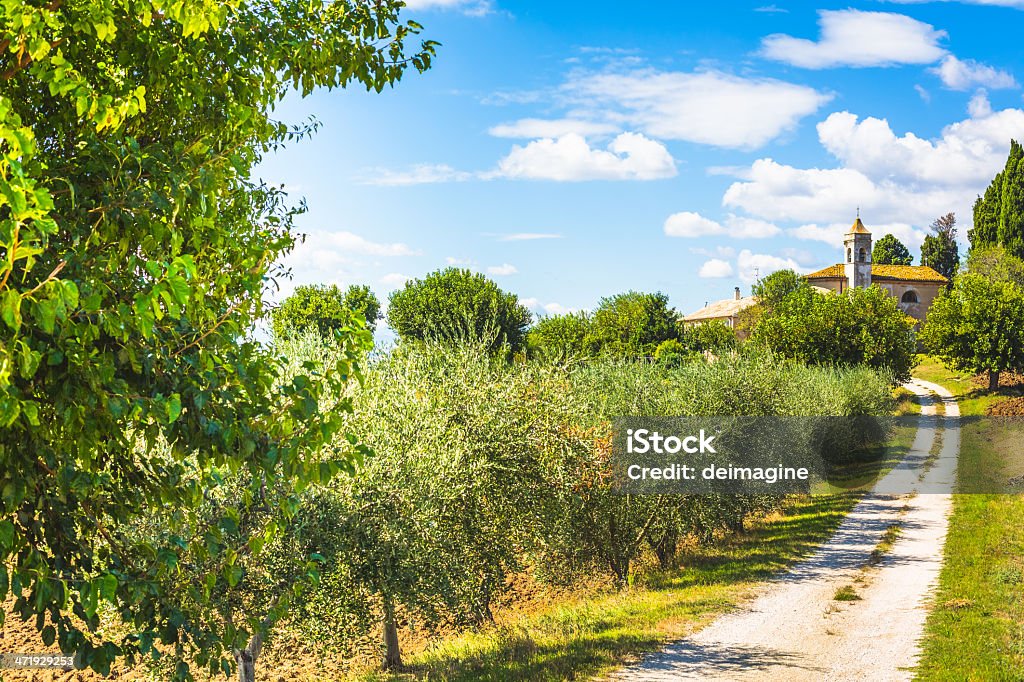 Strada di campagna con alberi di ulivo - Foto stock royalty-free di Marche - Italia