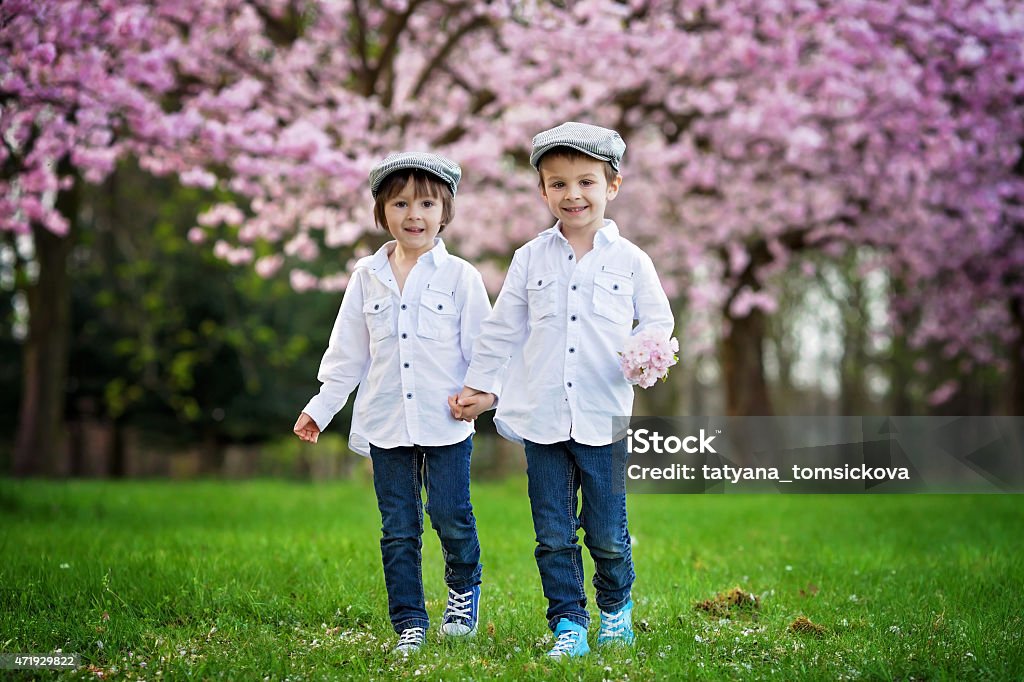 Two adorable caucasian boys in  blooming cherry tree garden Two adorable caucasian boys in a blooming cherry tree garden, spring afternoon, double portrait, kids walking and smiling towards the camera 2015 Stock Photo