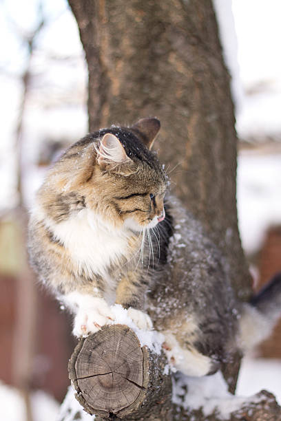 istock fluffy cat sitting on a tree branch in winter 471930452