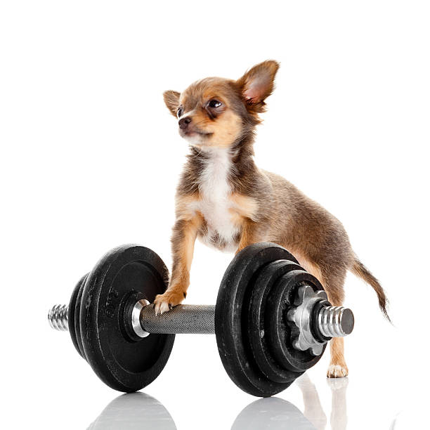 istock adorable Chihuahua puppy. 471930462