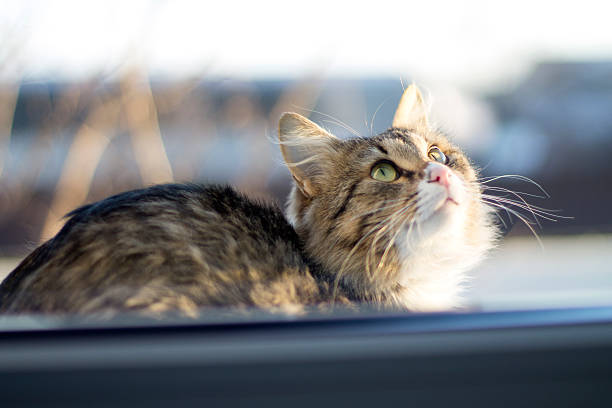 istock beautiful fluffy cat sits on the windowsill in the winter 471930494