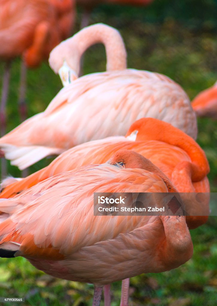 flamingo vertical - Foto de stock de A ver pájaros libre de derechos