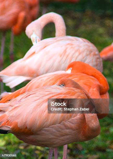 Foto de Flamingo Vertical e mais fotos de stock de Animal - Animal, Animal selvagem, Beleza