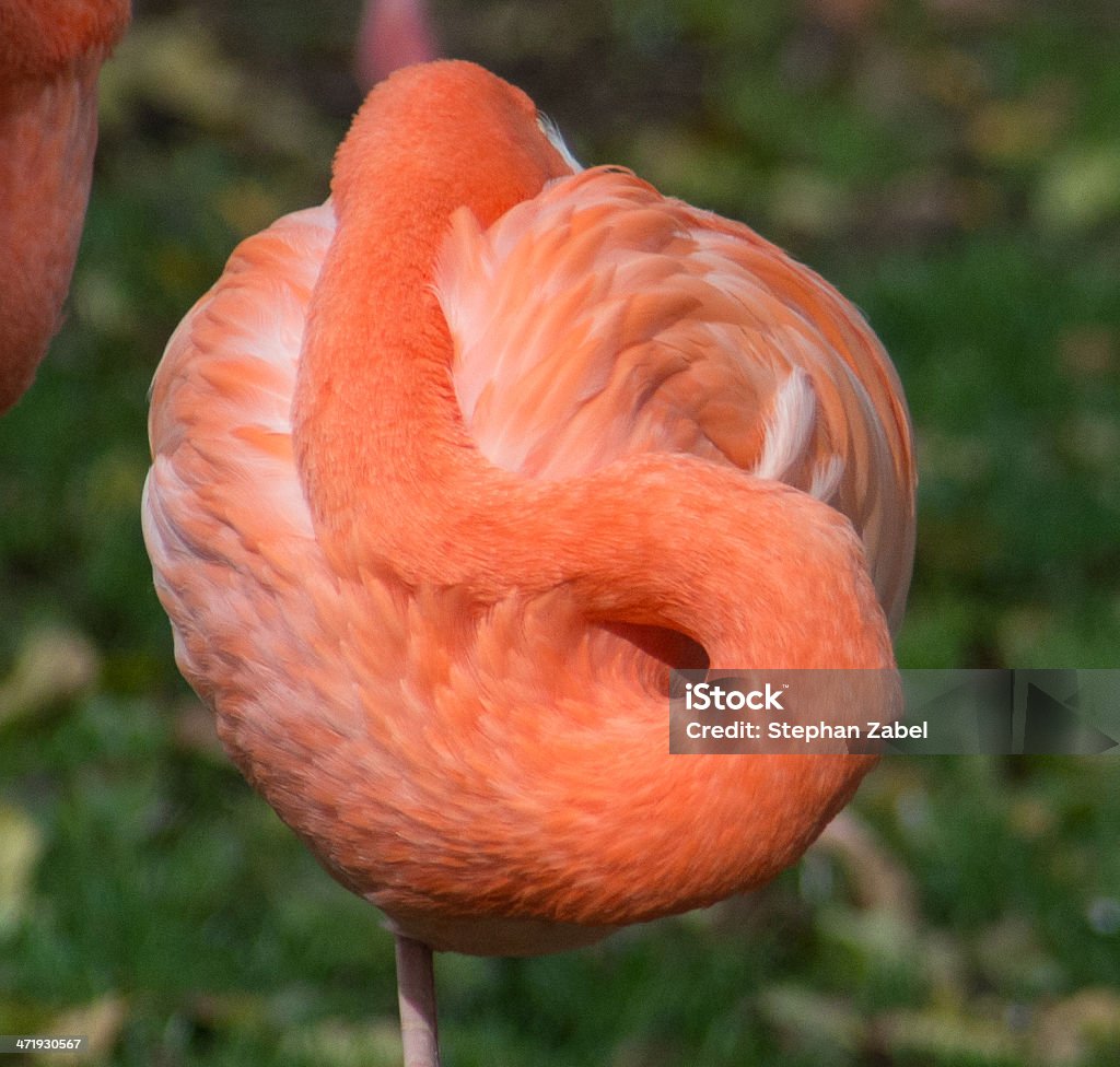 flamingo 스퀘어 - 로열티 프리 깃털 스톡 사진