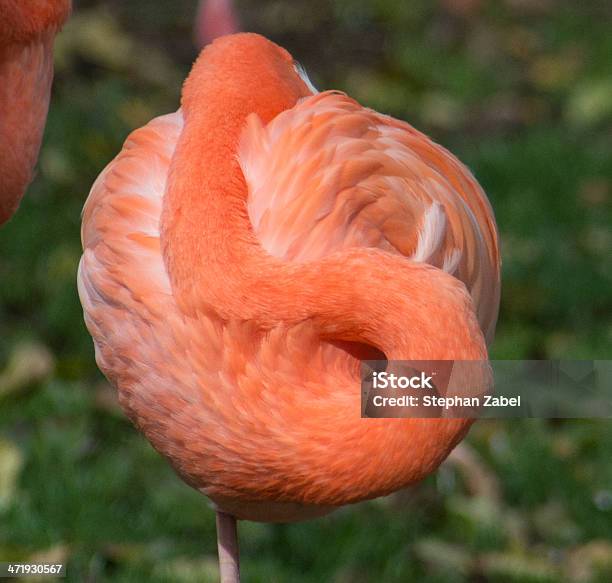 Foto de Flamingo Square e mais fotos de stock de Animal - Animal, Animal selvagem, Ave Aquática