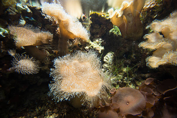 istock tropical aquarium backgound - Korallenriff 471930581