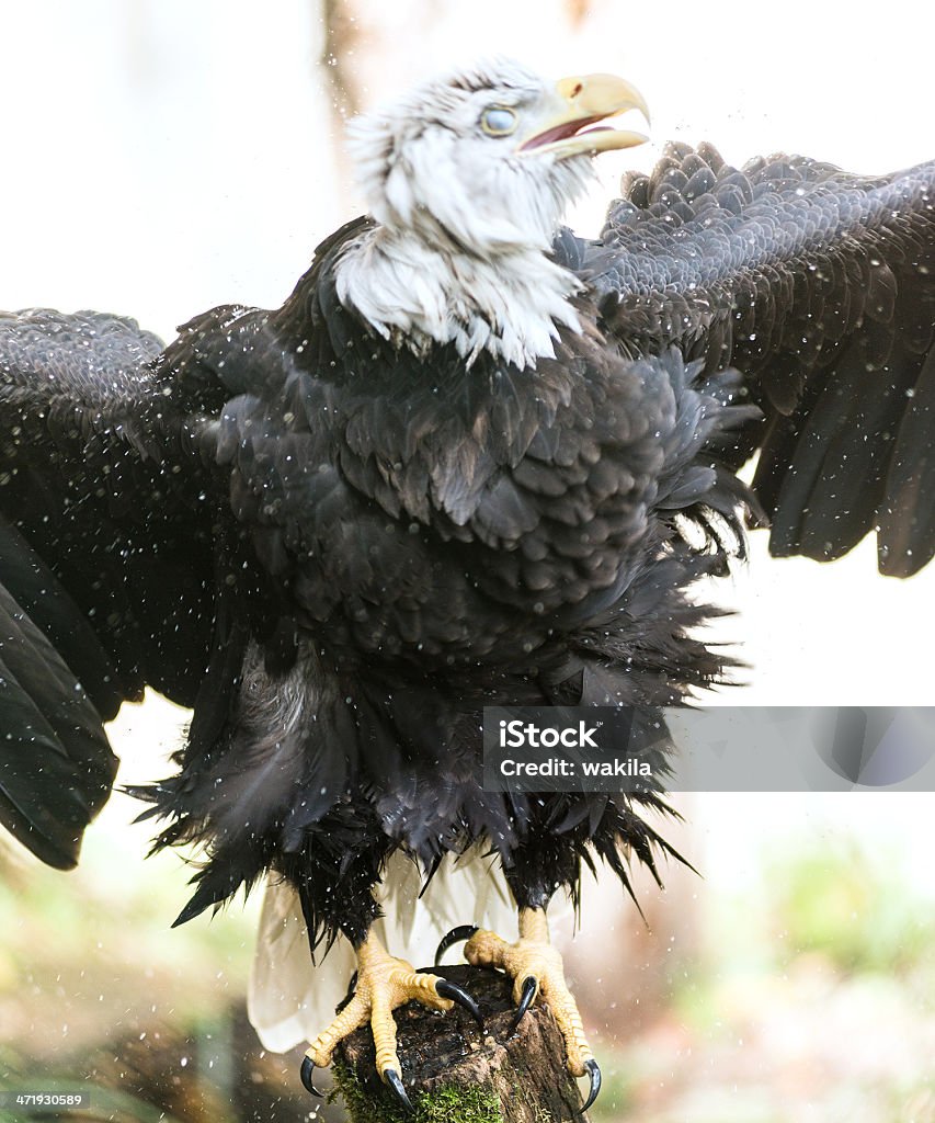 Monstre angy eagle - Photo de Activité libre de droits