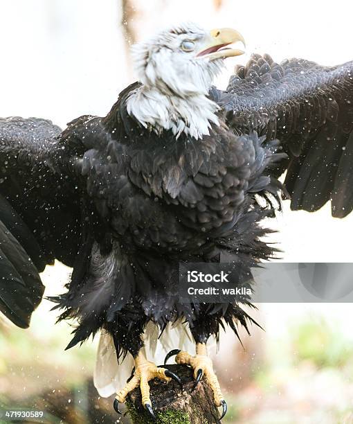 Photo libre de droit de Monstre Angy Eagle banque d'images et plus d'images libres de droit de Activité - Activité, Aigle, Aile d'animal