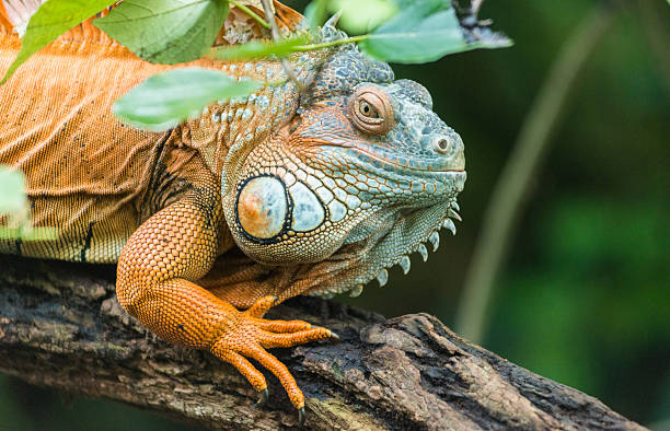 istock orange chameleon on wood 471930597