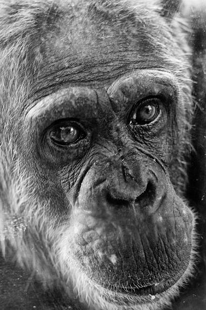 istock Ape chimpanzee monkey in black and white 471930750