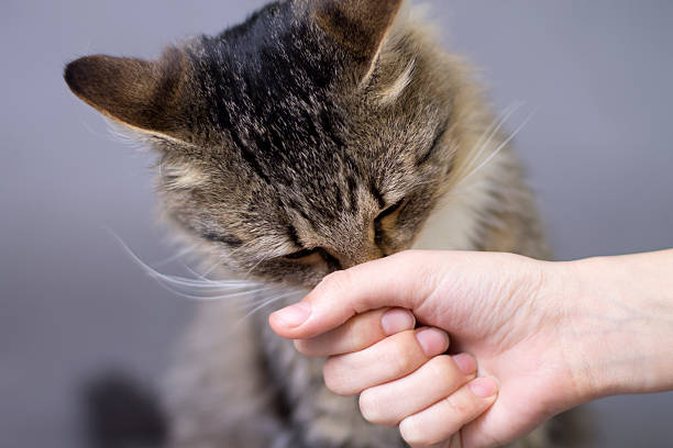 istock beautiful fluffy cute nose shoved in the arm 471930892