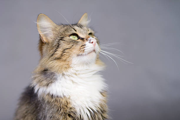 istock portrait of a beautiful fluffy cute cat 471930894