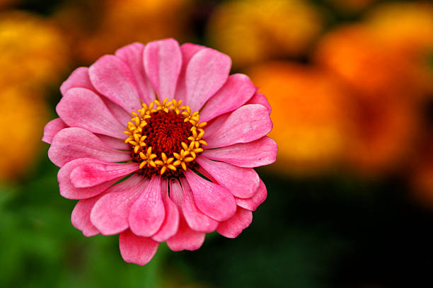 Pink Flower stock photo
