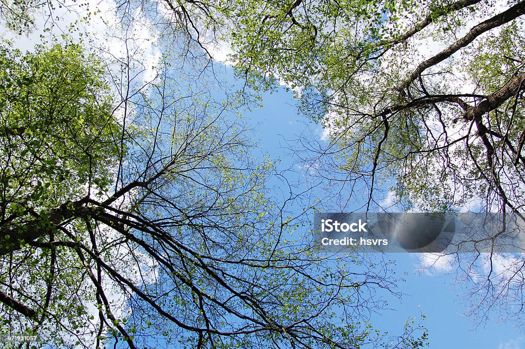 treetops in springtime Beech Tree Stock Photo