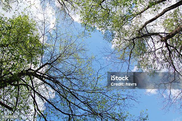 Treetops In Springtime Stock Photo - Download Image Now - Beech Tree, Looking At View, Moving Up