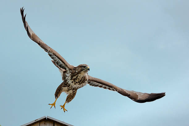 vautour à décoller avec ailes entièrement ouvert - underbelly photos et images de collection