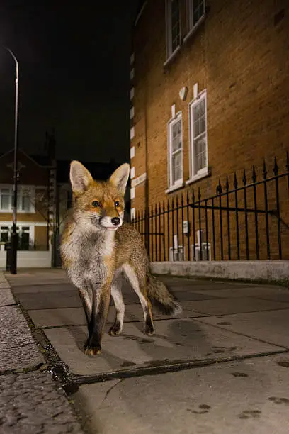 Red fox in the street in a London suburb at night
