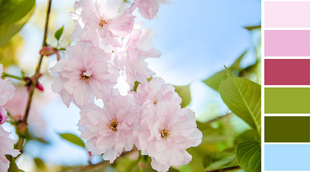 istock sakura flower background colour palette with complimentary swatches 471931282