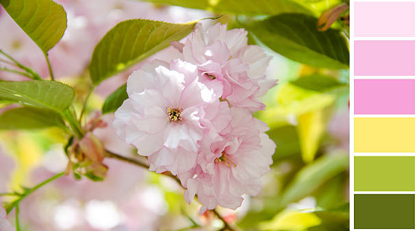 istock sakura flower background colour palette with complimentary swatches 471931284