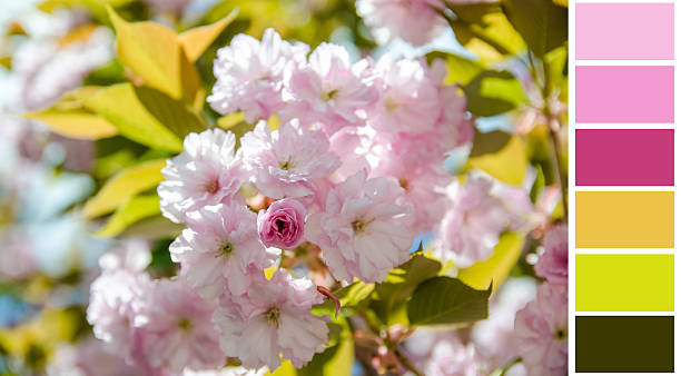 istock sakura flower background colour palette with complimentary swatches 471931288
