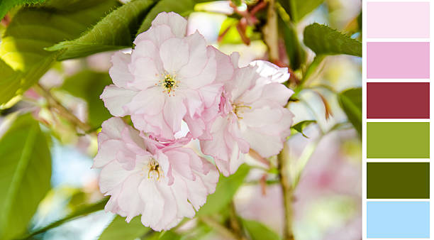 istock sakura flower background colour palette with complimentary swatches 471931292