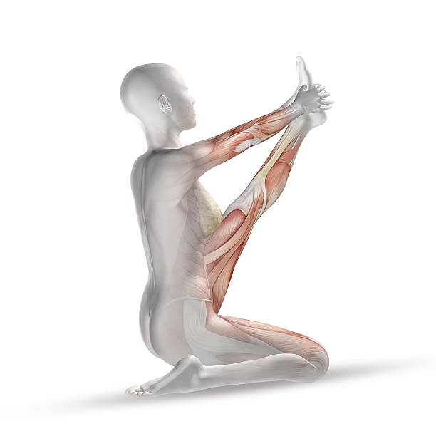 3 d 여성 의료 그림, 근육 맵을 요가 근속연한 - strength skinless muscular build human muscle 뉴스 사진 이미지