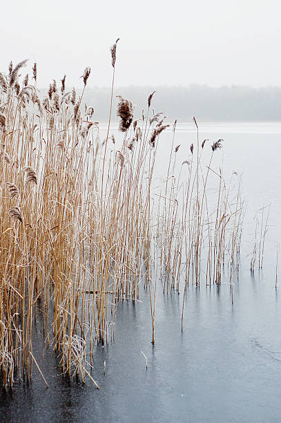 istock reed with ice crystal on a lake 471931605