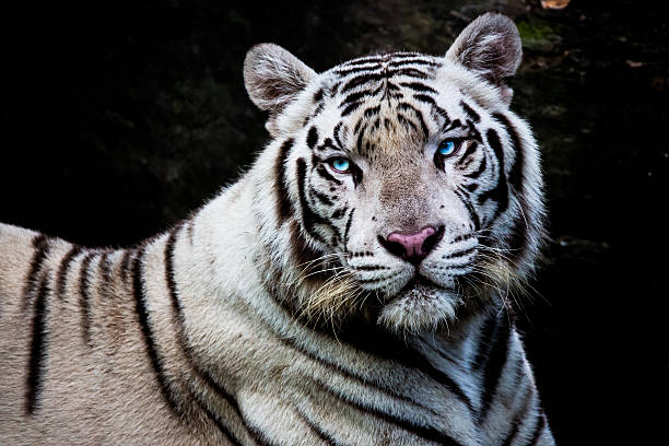 istock Gaze of a Tiger 471931812