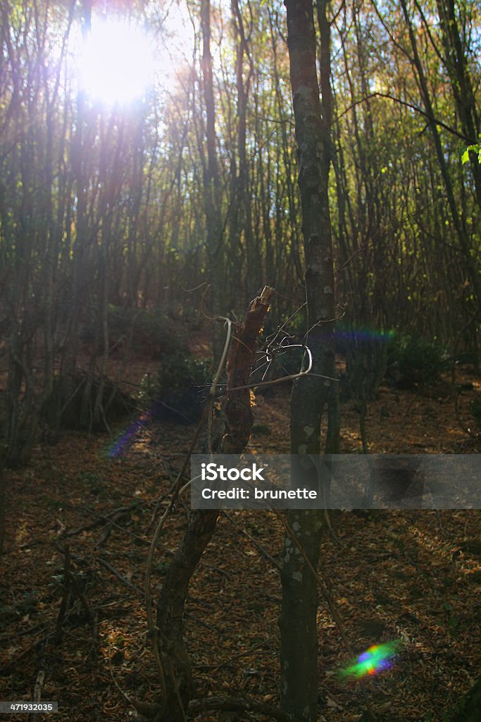 Расклешенные лес Осень - Стоковые фото Без людей роялти-фри