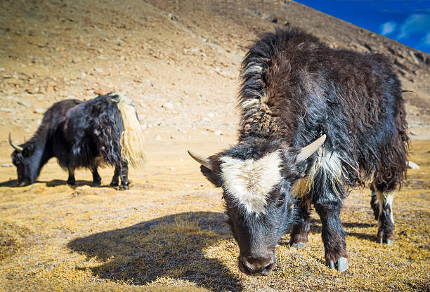istock Yak at Nubra Valley Leh Ladahk India 471932283