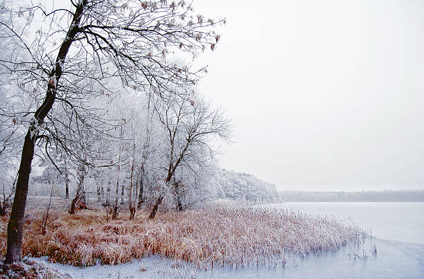 paisagem de inverno em um rio com bétula - hohe qualität imagens e fotografias de stock