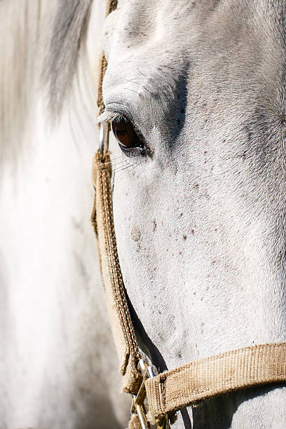 horse head stock photo