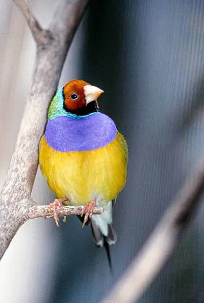 The Gouldian Finch (Erythrura gouldiae), also known as the Lady Gouldian Finch, Gould's Finch or the Rainbow Finch, is a colourful passerine bird endemic to Australia. 