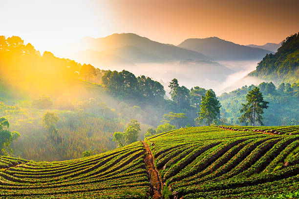 istock Beautiful sunshine at misty morning mountains . 471933969