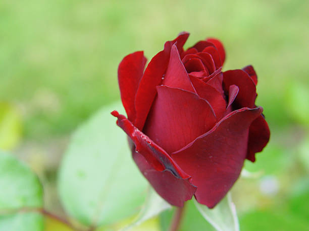 Rose Red rose bud and green leaves, view from above spring bud selective focus outdoors stock pictures, royalty-free photos & images
