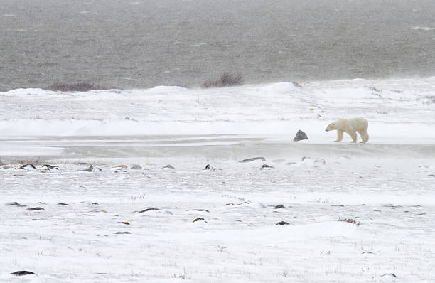 istock Polar Bear in Snowstorm near Hudson Bay 471934587