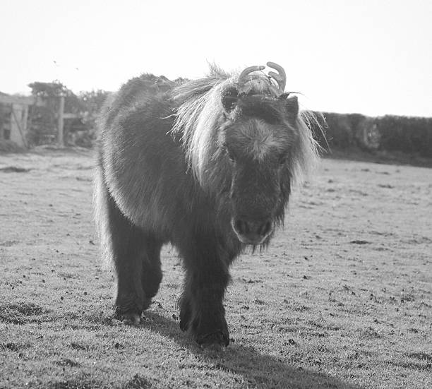 istock Shetland Pony with Christmas Costume 471935213