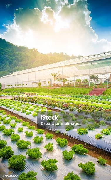 Hydroponic Verdura In Un Giardino - Fotografie stock e altre immagini di Agricoltura - Agricoltura, Alimentazione sana, Ambientazione esterna