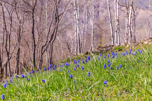 Wildflowers in the mountains near the village of Lahij