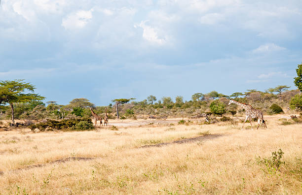 istock giraffes in the savannah 471937113