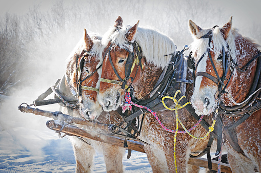 So cold you could touch the cloud of breath around these three horse in Montana.