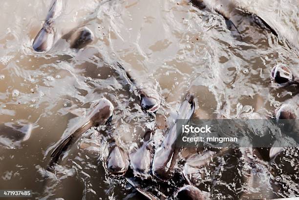 Peces De Alimentación Foto de stock y más banco de imágenes de Abruzzi - Abruzzi, Acuario - Equipo para animales domésticos, Acuicultura