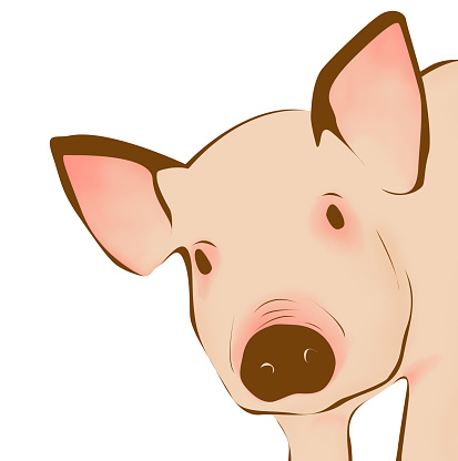 Close up of pig - illustration