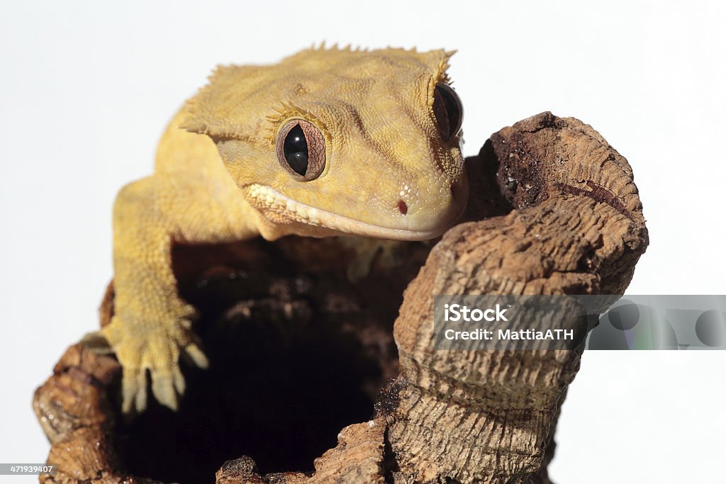 Caledonian crested gecko no fundo branco - Foto de stock de Animal royalty-free