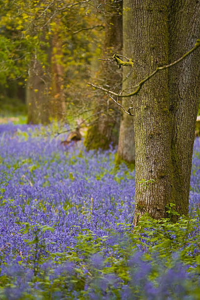 istock Bluebells of chicklade 471939835