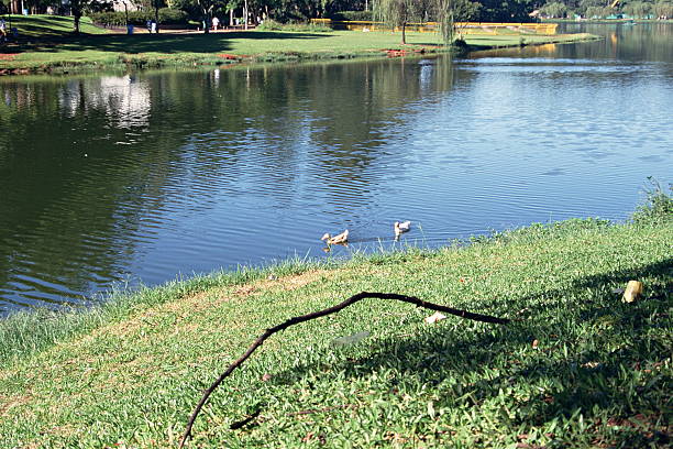 istock Photo of lake with ducks 471940165